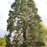 sequoia geant parc andre malraux - Nanterre tourisme