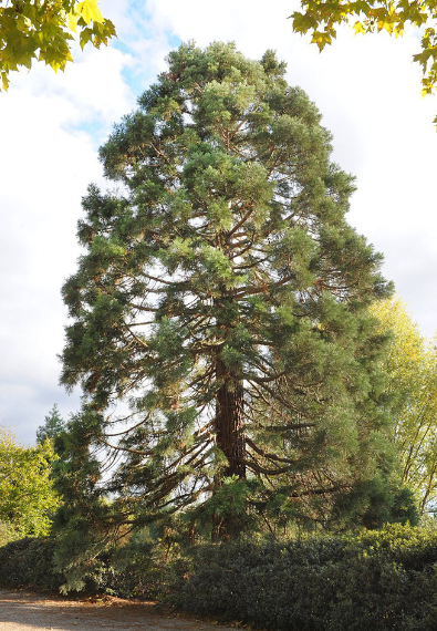 sequoia geant parc andre - Nanterre tourisme